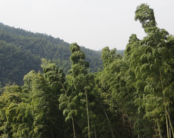 湖南竹板材廠(chǎng)